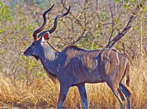 Male Kudu In Kruger National Park South Africa Photograph By Ruth Hager