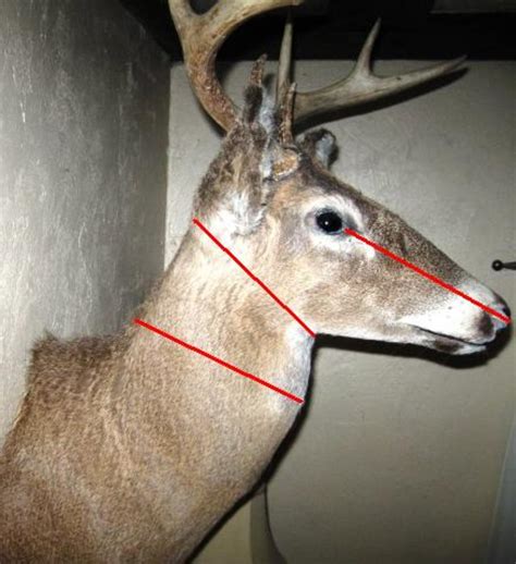 Whitetail Deer Shoulder Mount The Basics Hubpages