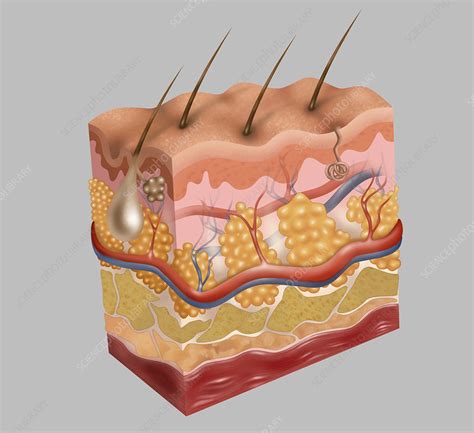 Skin Illustration Stock Image F0317172 Science Photo Library