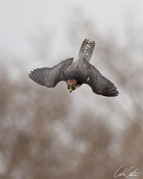 The falcon's strong, sharp yellow talons allow it to capture other birds, even while in flight. Peregrine Falcon in high speed dive | Flickr - Photo Sharing!