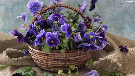 Pansies Basket Bouquet Flowers Wallpapers 1920x1080