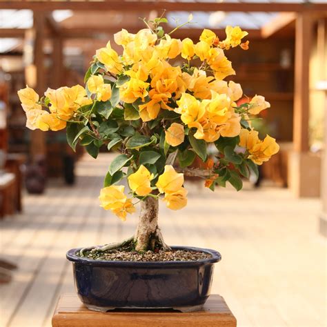 Keep the bonsai in a shady spot for two to four weeks. How to Care For Bougainvillea Bonsai | Basic Bonsai Tree Care