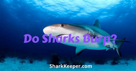 Do Sharks Burp Shark Keeper