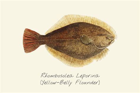 Flounder Paintings Search Result At