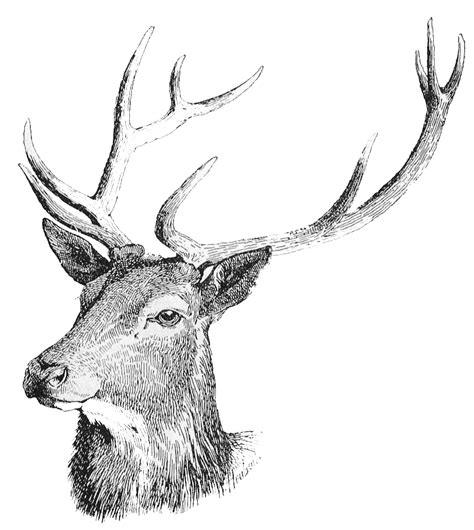 Download Deer Head Free Download Hq Png Image Freepngimg