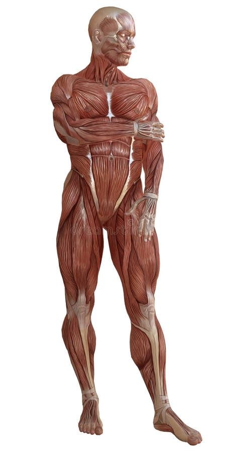 Corpo Maschio Senza Pelle Anatomia Ed Illustrazione Dei Muscoli D