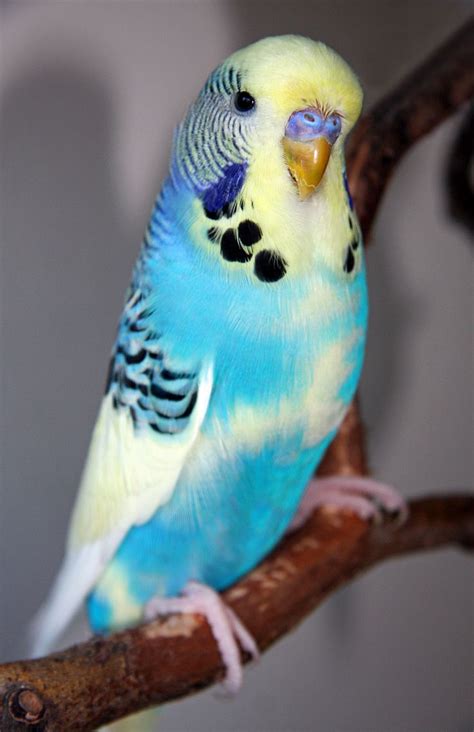 1000 Images About Budgerigars On Pinterest English The Birds And