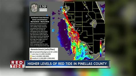 Red Tide Presence Increases In Pinellas County