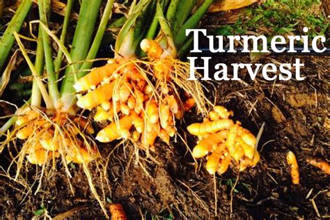 The Ultimate Guide To Growing Ginger Turmeric Why You Should