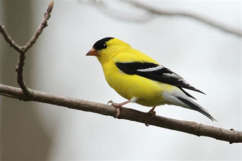 These Are The Official State Birds Of All 50 States And Dc