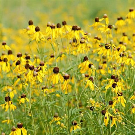 Coneflower Grey Head Pinnate Prairie Coneflowers Ratibida Pinnata