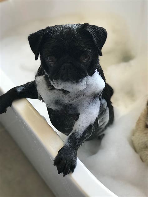 Splishsplash I Was Takin A Bath Pugs