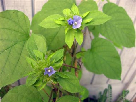 21.09.2018 · 10 romantic heart shaped leaf plants to grow indoors 1. Wild vine, small purple/blue flowers, heart shaped leaves