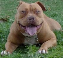 Purebreed pitbull puppies for sale with one year health guarantee, contact us now. Fattest Dogs! Very Fat-I like a fat dog | Interesting Pictures
