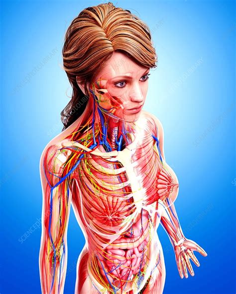 Female Anatomy Artwork Stock Image F0080275 Science Photo Library