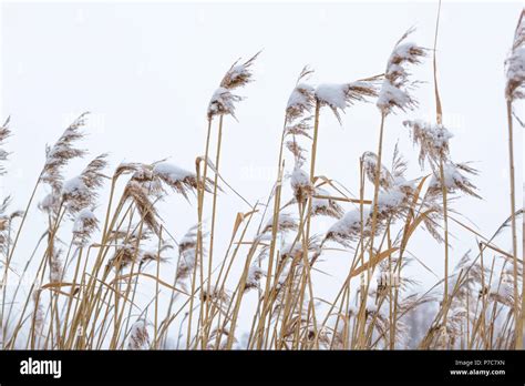 Dry Coastal Reed Cowered With Snow Vertical Nature Background Winter