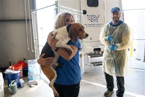 All 4 000 Beagles Now Rescued From Breeding Facility Under Federal