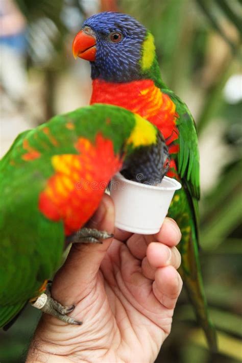 Feeding Parrots Stock Photo Image Of Wildlife Feed 101307044