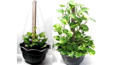 Money Plant Trellis Climbing Support Ideas For Pots Using Wood And