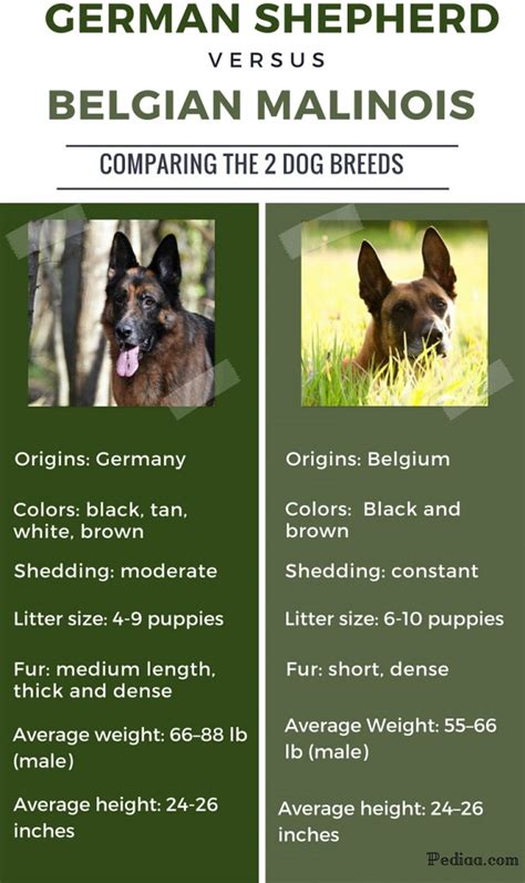 Ive been raising guide pups since '06 & over that time i noticed something happens when a pup is about 4 months. Difference Between German Shepherd and Belgian Malinois
