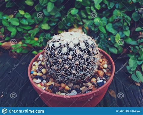 Cactus Plants In Small Pot Stock Photo Image Of Botany