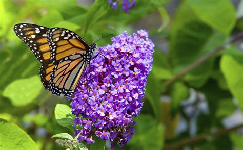 Maybe you would like to learn more about one of these? Earth Day 2016: Attracting Butterflies to Home Gardens ...