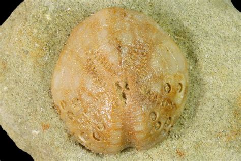 1 Sea Urchin Lovenia Fossil On Sandstone Beaumaris Australia For