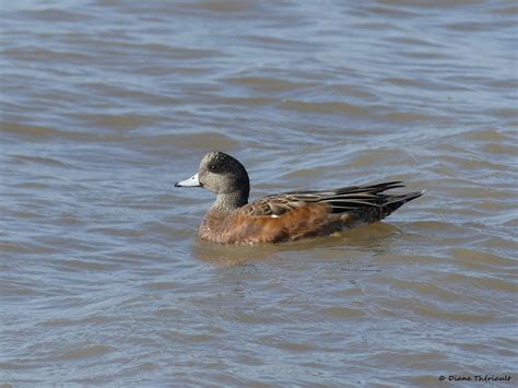 Parc du BassindeLa Prairie  Flickr