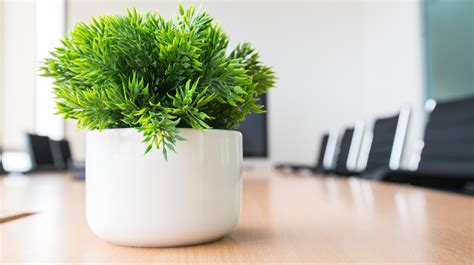 30 Office Desk Plants To Brighten Your Small Business
