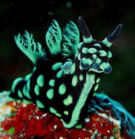 Beautiful Nudibranchs Colorful Sea Slugs Sea Slug Deep Sea