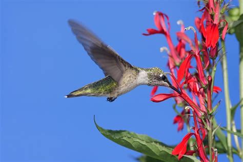 8 Flowers Hummingbirds Love The Kitchen Garten