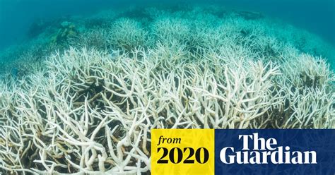 Climate Crisis May Have Pushed Worlds Tropical Coral Reefs To Tipping