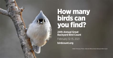 Posters Great Backyard Bird Count