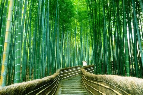 Arashiyama Bamboo Grove Kyoto Japan 4k Ultrahd Wallpaper Rừng Tre