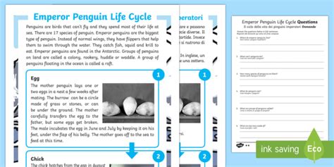 Emperor Penguin Life Cycle Differentiated Reading Comprehension Activity