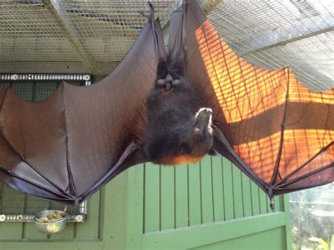 Lubee Bat Conservancy Gainesville 2021 All You Need To Know Before