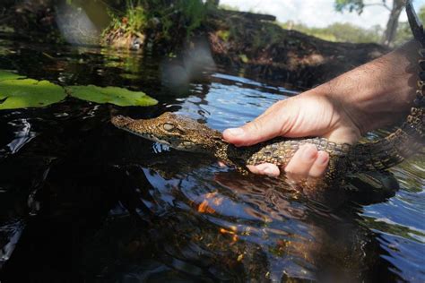 Cuban Scientists Race To Save One Of The World´s Rarest Crocodiles