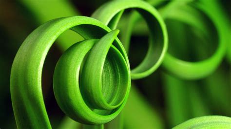 Green Macro Plant Hi Res Wallpapers 235 1698 Wallpaper