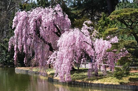 Weeping Higan Cherry Tree Weeping Cherry Tree Landscaping Trees