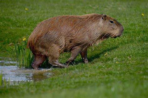 Capybara At Yorkshire Wildlife Park