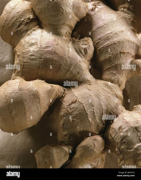 Ginger Root Close Up Ginger Plant Ginger Ginger Zingiber Officinale