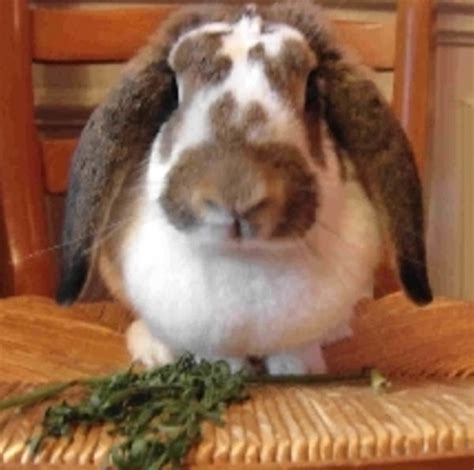 French Lop Rabbit Characteristics Origin Raising Tips