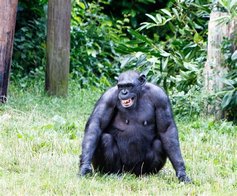 Happy Chimpanzee Monkey Free Stock Photo Public Domain Pictures