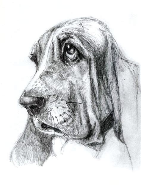 Pencil Drawing On Behance Dog Pencil Drawing Dog Sketch Dog Art
