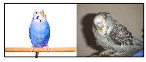 Budgie Buddies The Tales Of Budgerigar The Common Parakeet Part I