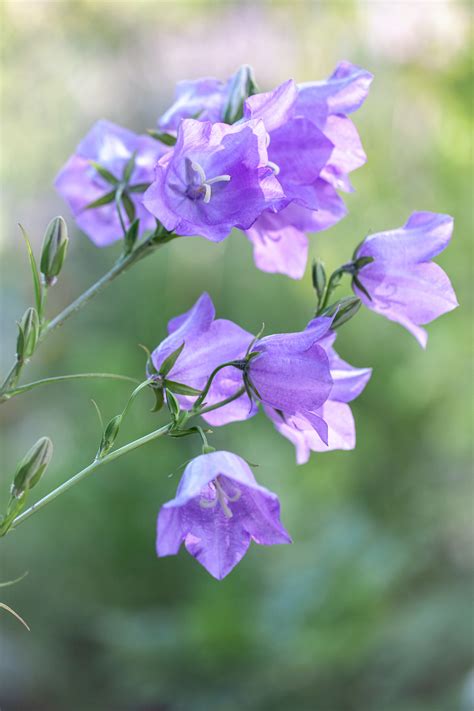 Campanula Persicifolia Blue Bell Seeds £225 From Chiltern Seeds