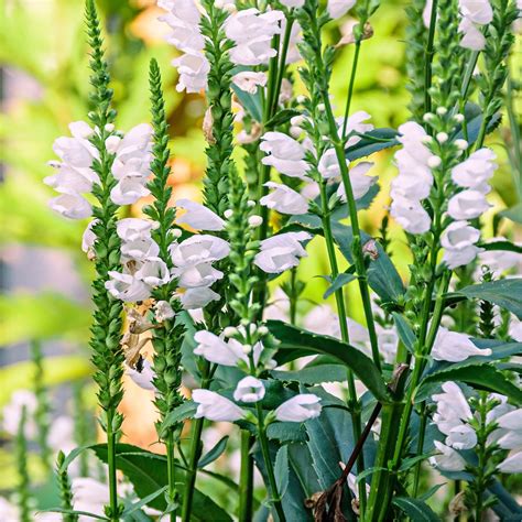 Scharnierbloem Chrystal Peak White Biologische Planten