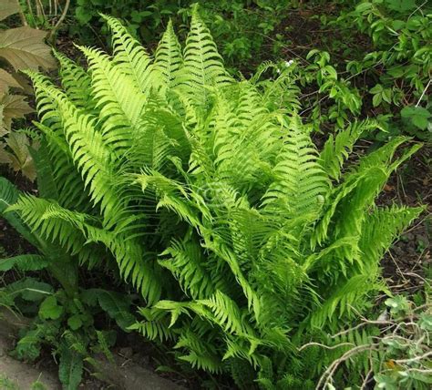 Ostrich Fern 10 Bare Root Plants