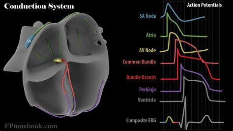 Cardiac Electrophysiology Anatomy