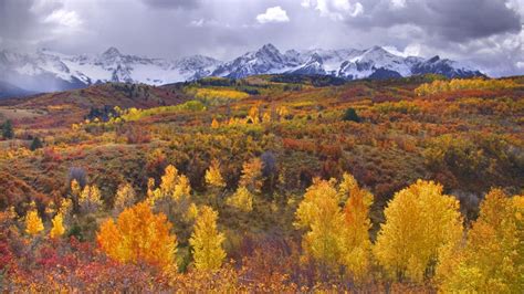 Autumn Birch Forest With Yellow Leaves Mountains With Snow